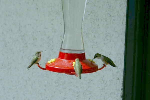 Hummingbirds